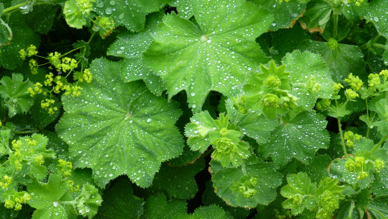 Alchemilla Lady's Mantle 'Auslese' Sacred Roots Nursery