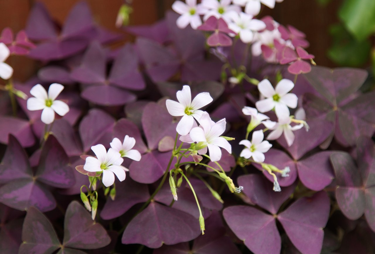 Oxalis regnellii ‘Francis’ - Purple False Shamrock - Live Starter Plant ...